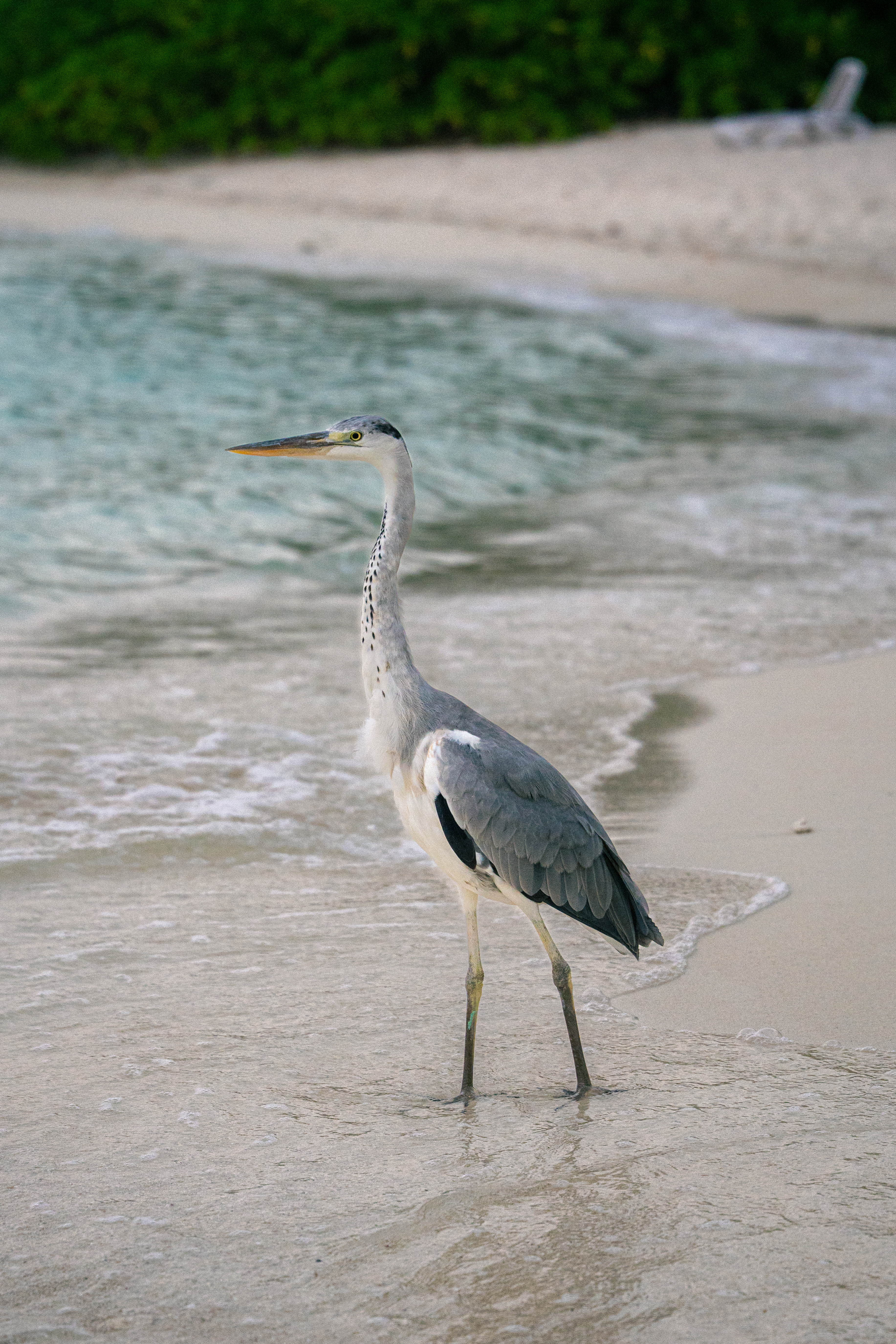 Heron on the Shore